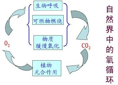 这个事实告诉我们自然界中存在着一个重要的氧循环.如图所示