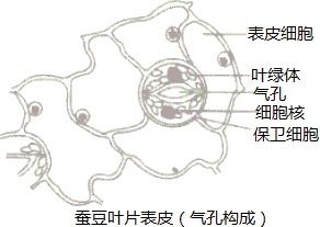 用显微镜观察蚕豆叶片下表皮的气孔,可能看到的物像是图中的