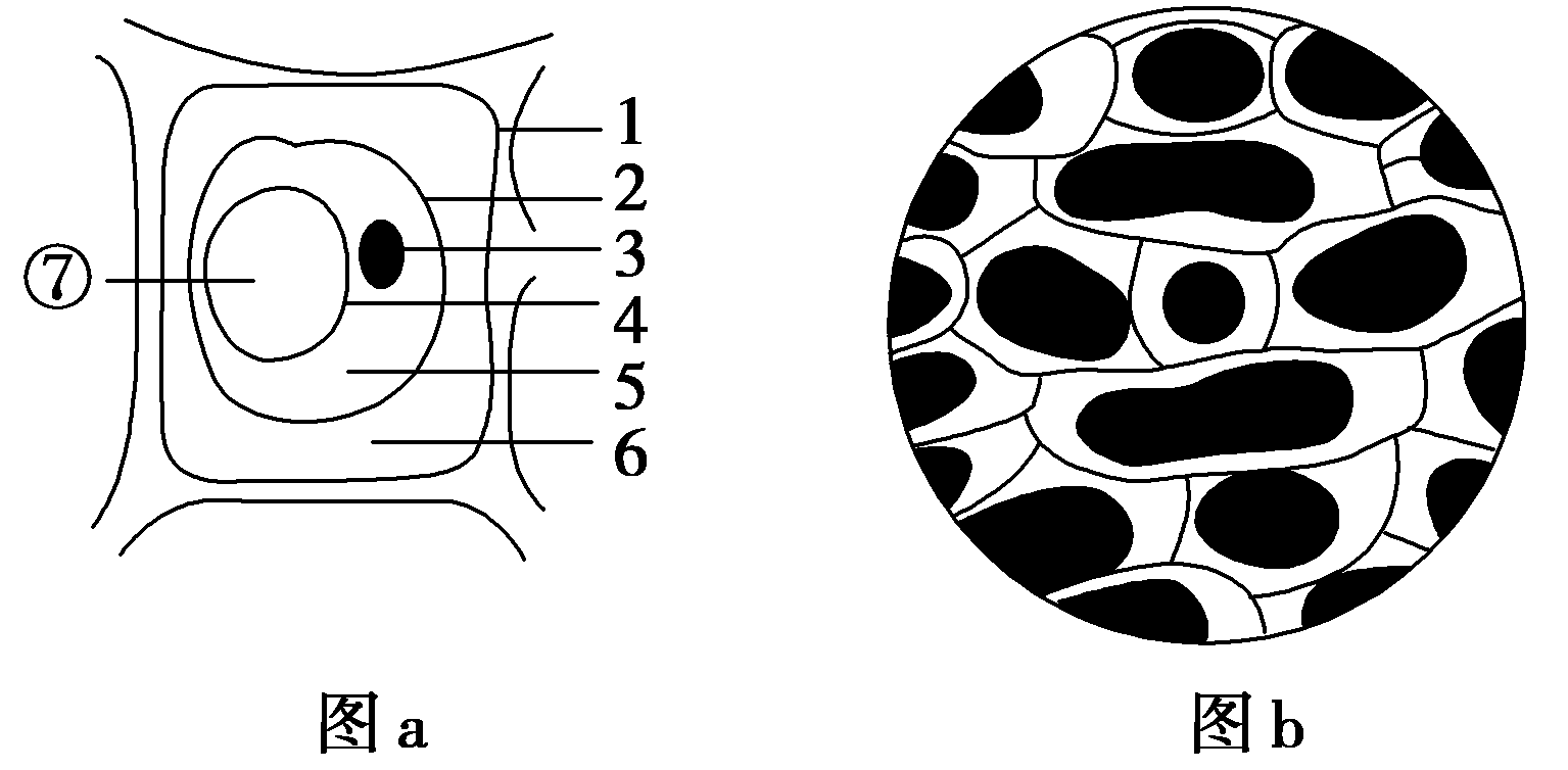 成熟的植物细胞在较高浓度的外界溶液中,会发生质壁分离现象,如图a是