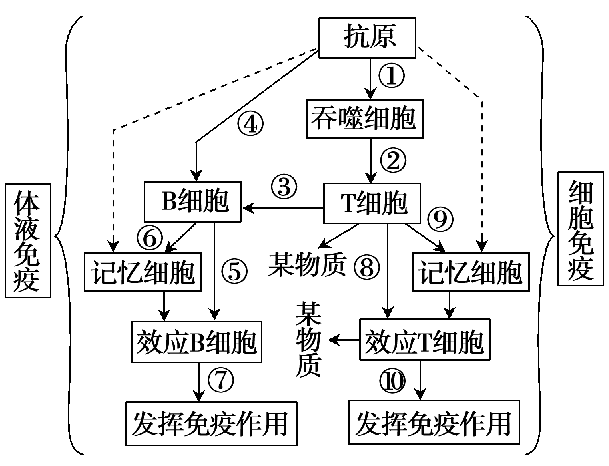 (12分) 如图表示人体内特异性免疫的过程,图中数字分别代表相应的生理