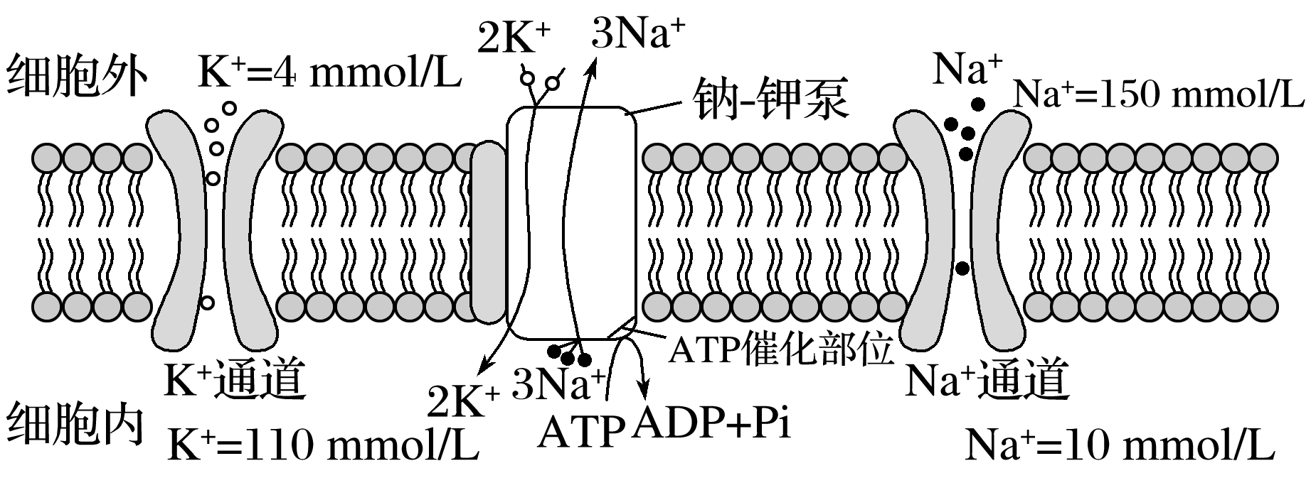 钠-钾泵具有载体的运输作用与酶的催化作用 b. k 以协