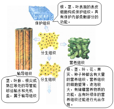 输导组织_百度教育