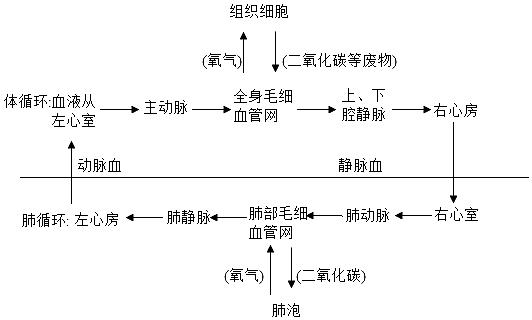 四肢的静脉内有静脉瓣,保证血液流回心脏而不能倒流;心房和心室之间有