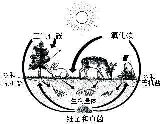 【解析】 【分析】 自然界中的部分物质循环