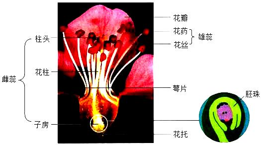 图1是桃花的结构模式图,图2是桃的果实示意图.