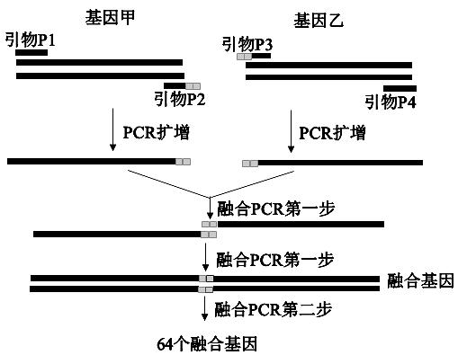 形成具有重叠链的pcr产物,通过pcr产物重叠链的延伸,从而将不同来源的