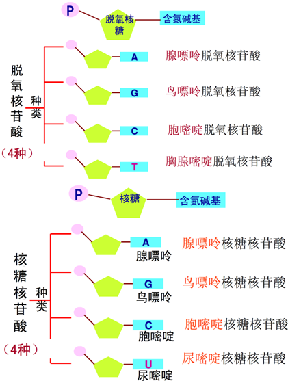 解:新型冠状病毒的遗传物质是rna,其基本单位是核糖核苷酸,其中五碳糖