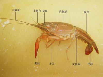 鳌虾属于节肢动物中的甲壳动物身体分为头胸部和腹部两部分如图所示