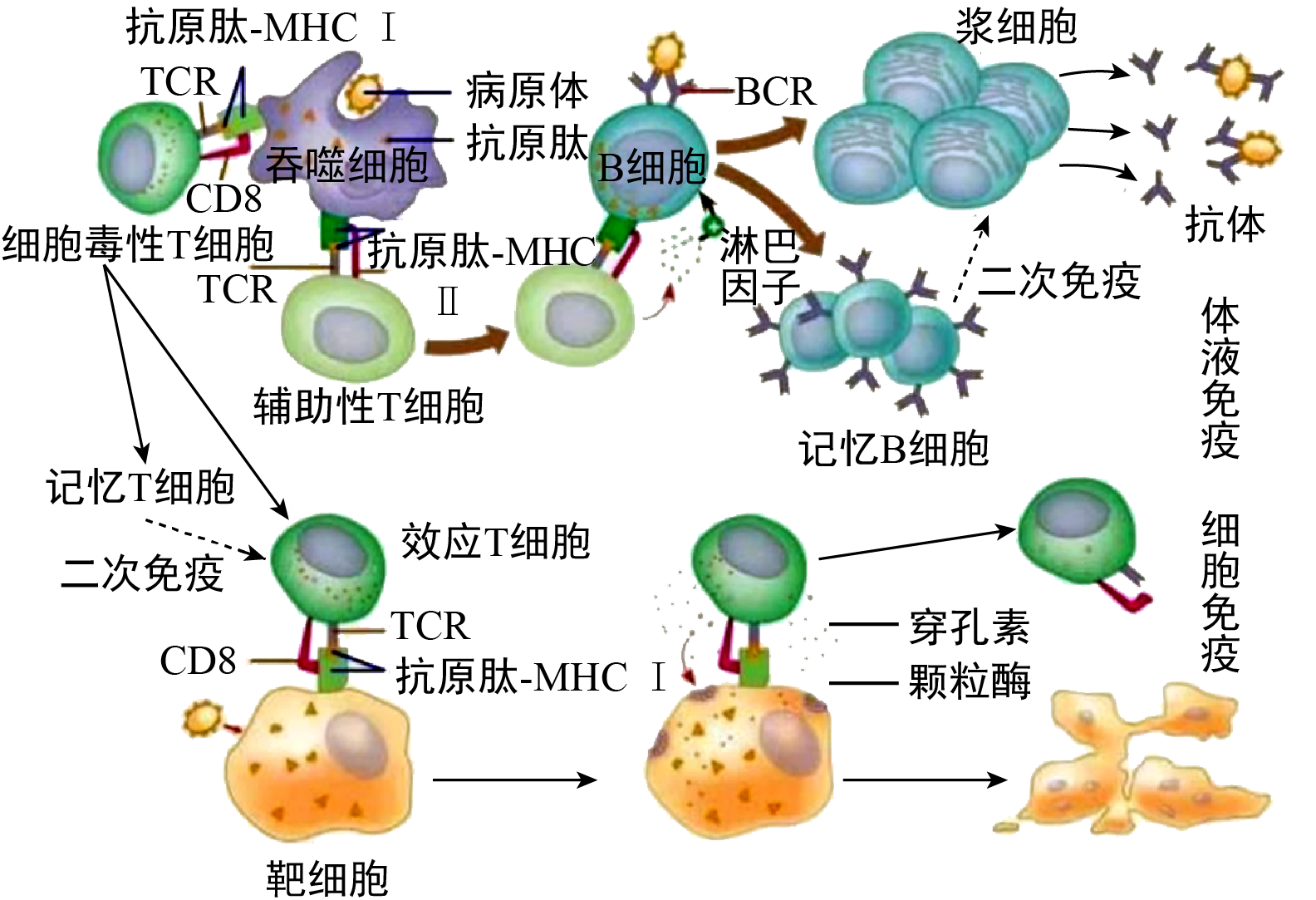 艾滋病又称获得性免疫缺陷综合征.由人类免疫缺陷病毒(hiv)引起.